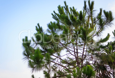 Green tree branch isolated on blue sky