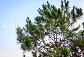 Green tree branch isolated on blue sky