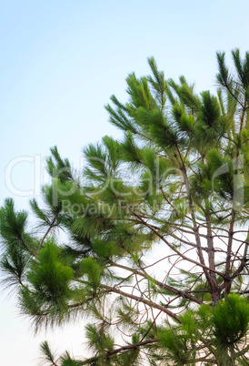 Green tree branch isolated on sky background