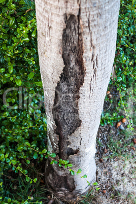 Crack detail of alive hollow tree trunk