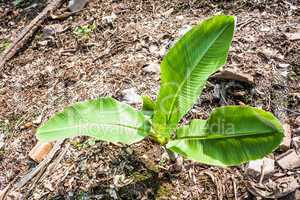 Young banana tree  is growing in kitchen garden