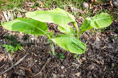 Young banana trees  are growing in kitchen garden