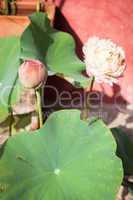 Lotus bud and lotus flower with green leaf
