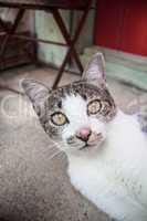 Young siamese cat looking at the camera