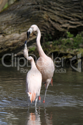 Streitende Flamingos