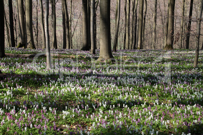 Lerchenspornblüte auf dem Bärenkopf im Kalletal