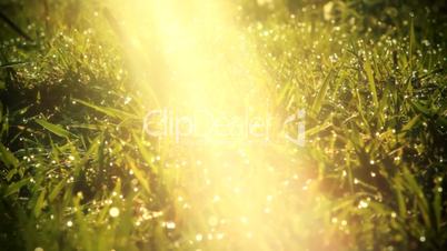 Morning Dew Drops On Green Grass