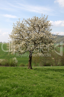 Kirschenblüte im Weserbergland