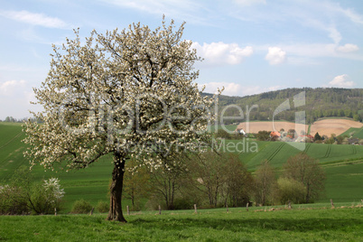 Kirschenblüte im Weserbergland