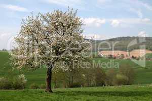 Kirschenblüte im Weserbergland