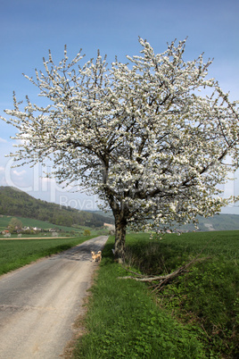 Kirschenblüte im Weserbergland