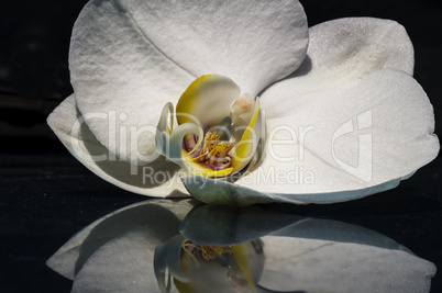 Weisse Orchidee 002