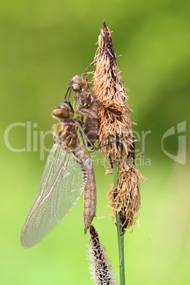 Falkenlibelle