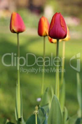 Tulpen Tulpen
