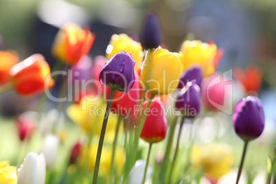 Tulpen