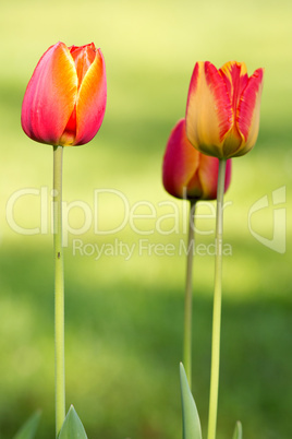 Tulpen