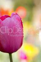 Tulpe