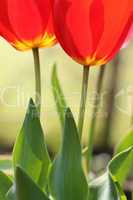 Tulpen