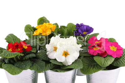 Many Primrose potted plants