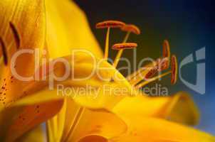 Makro einer gelbe Lilie mit Blütenpollen