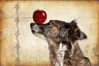 Hund als Portrait mit einem Apfel auf der Nase