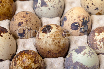 Speckled quail eggs in a carton box