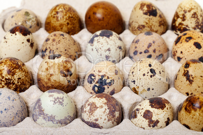 Speckled quail eggs in a carton box