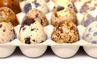 Speckled quail eggs in a carton box