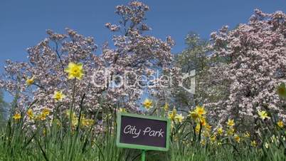 Frühlingsblumen und blühender Baum im Park