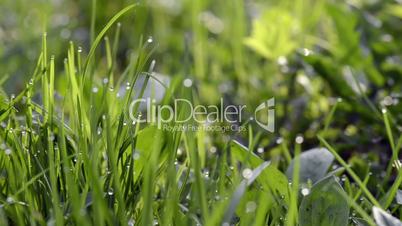 close-up of dew drops on green grass