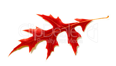 Red leaf of oak on white background