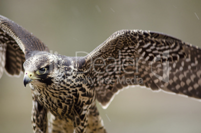 Young Merlin, Falco columbarius