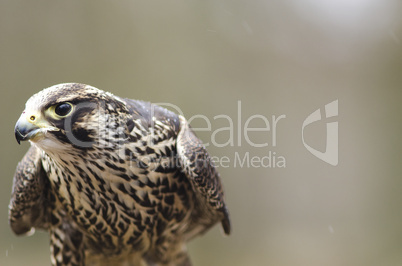 Young Merlin, Falco columbarius