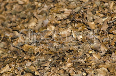 Background with dry beech leaves