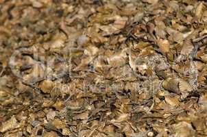 Background with dry beech leaves