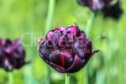 Blooming tulip