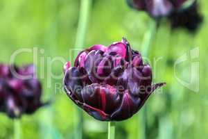 Blooming tulip