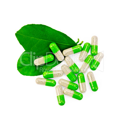 capsules green with leaves