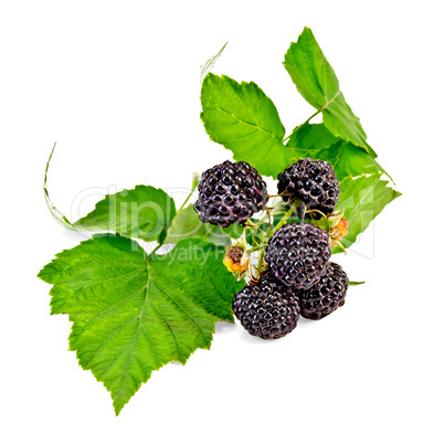 blackberries with leaves