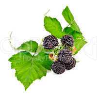 blackberries with leaves