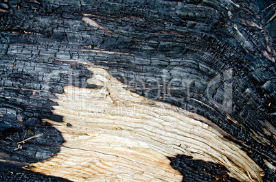 Wood charred