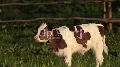 Calf