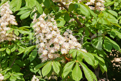 Kastanienblüte