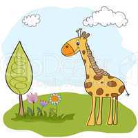 giraffe