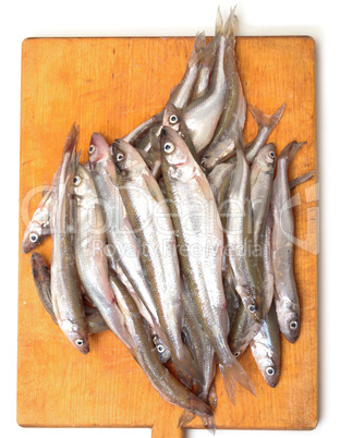 Fresh smelts fish