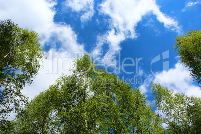 tops of birches in the spring