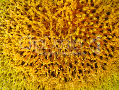 surface of beautiful yellow sunflower