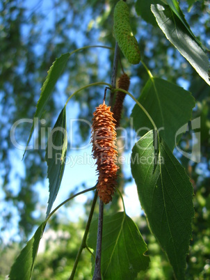 young sprouts of birch