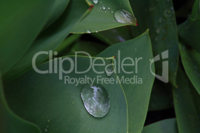 Closeup View from top of Tulip Leaves with water drops.