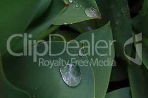Closeup View from top of Tulip Leaves with water drops.